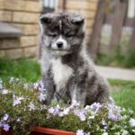 Cyra-female-Akita-puppy-for-sale-1 (3)