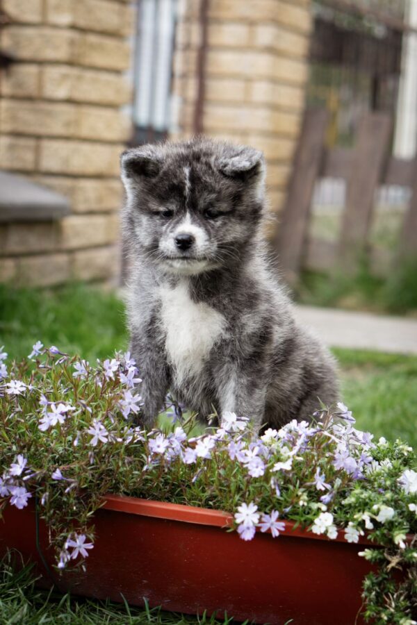 Cyra Akita Cyra Akita