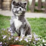 Cyra-female-Akita-puppy-for-sale-1 (4)