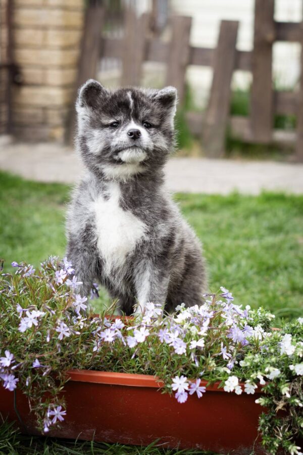 Cyra Akita Cyra Akita