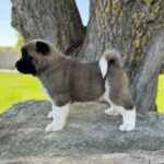 Daffy-female-american-akita-puppy-for-sale- (1)
