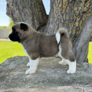 Daffy American Akita Daffy American Akita