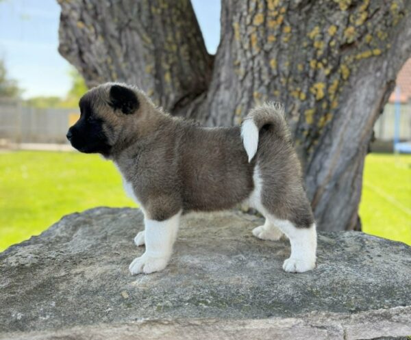 Daffy American Akita Daffy American Akita