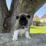 Daffy-female-american-akita-puppy-for-sale- (2)