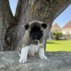 Daffy American Akita Daffy American Akita