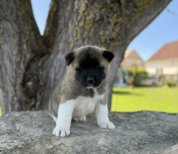 Daffy American Akita Daffy American Akita