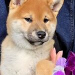 Daichi-male-Shiba-puppy-for-sale-1