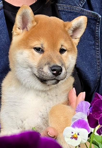 Daichi Shiba Inu Daichi Shiba Inu