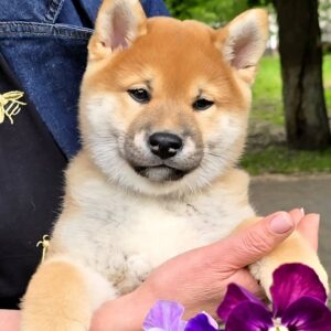 Daichi Shiba Inu Daichi Shiba Inu