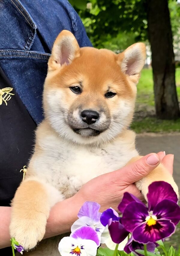 Daichi Shiba Inu Daichi Shiba Inu