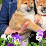 Daichi-male-Shiba-puppy-for-sale-3