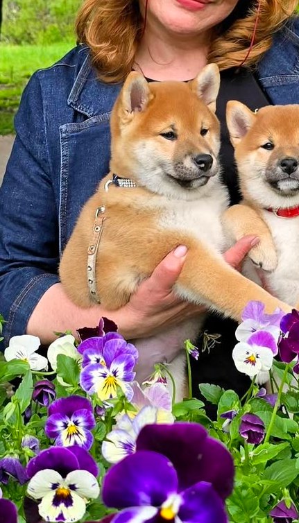 Daichi Shiba Inu Daichi Shiba Inu