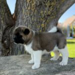 Daika-female-american-akita-puppy-for-sale- (1)