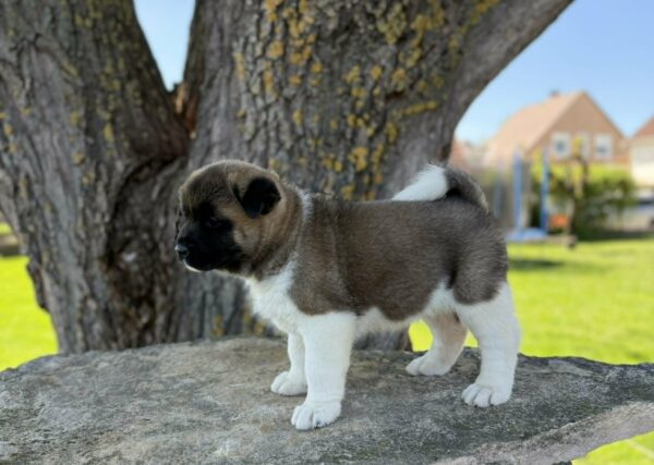 Daika American Akita Daika American Akita