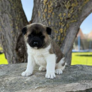 Daika American Akita Daika American Akita