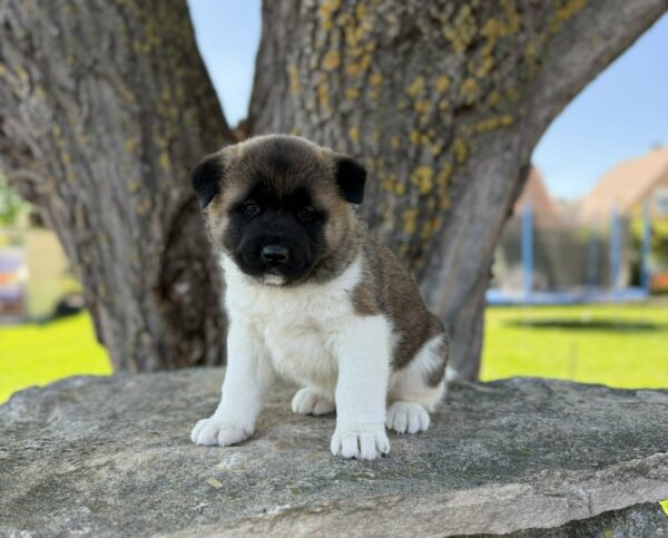 Daika American Akita Daika American Akita