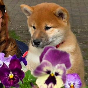 Dakara Shiba Inu Dakara Shiba Inu