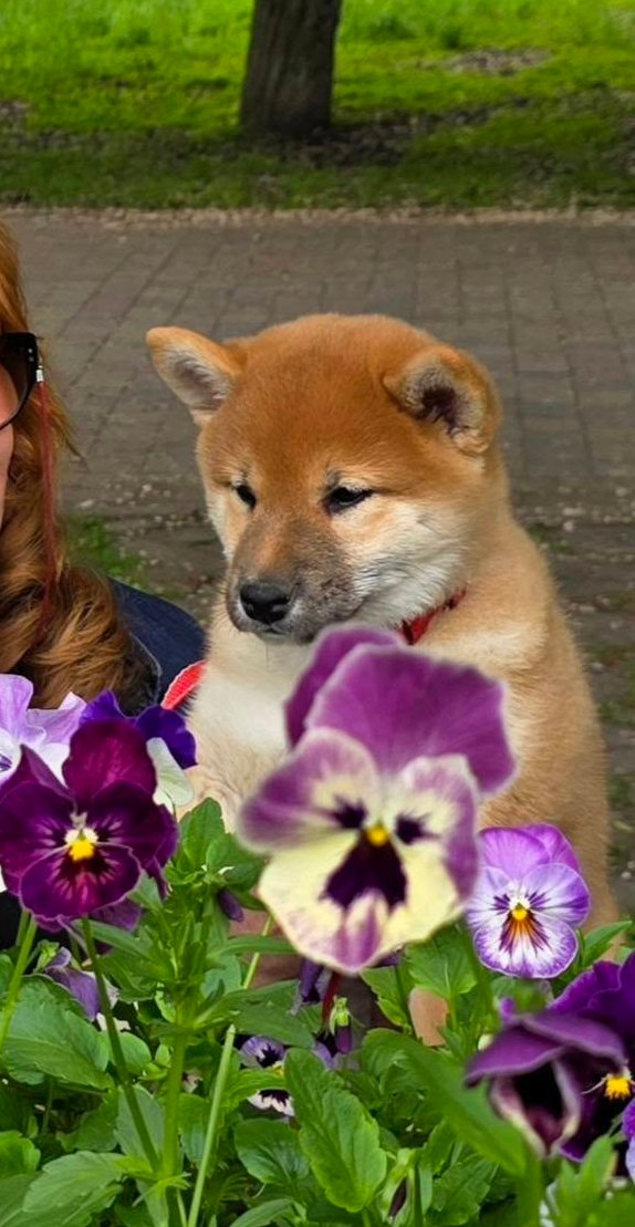 Dakara Shiba Inu Dakara Shiba Inu