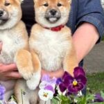 Dakara-female-Shiba-Inu-puppy-for-sale-2