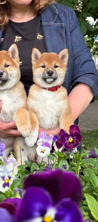 Dakara Shiba Inu Dakara Shiba Inu