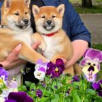 Dakara-female-Shiba-Inu-puppy-for-sale-3