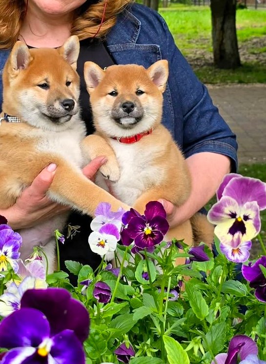 Dakara Shiba Inu Dakara Shiba Inu