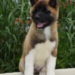 Dakota-female-american-akita-puppy-for-sale- (1)