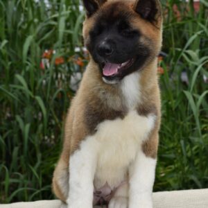 Dakota American Akita Dakota American Akita