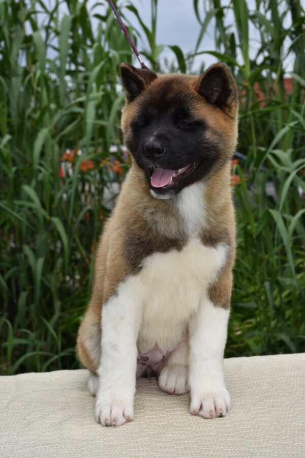 Dakota American Akita Dakota American Akita