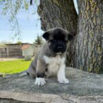 Dakota-female-american-akita-puppy-for-sale- (1)