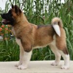 Dakota-female-american-akita-puppy-for-sale- (2)