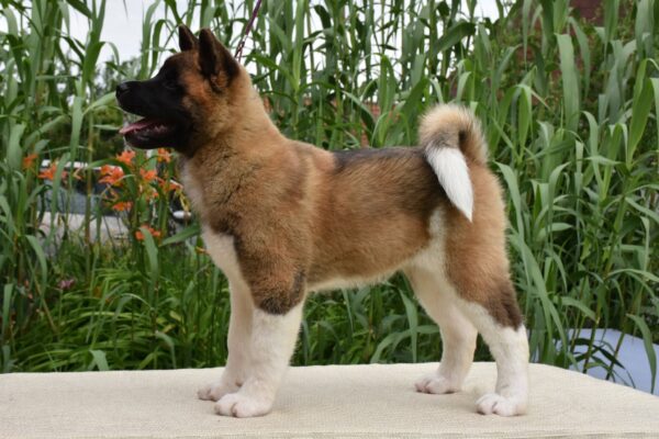 Dakota American Akita Dakota American Akita