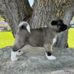 Dakota-female-american-akita-puppy-for-sale- (2)