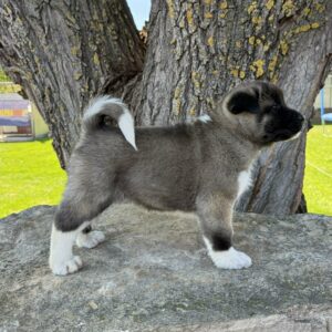 Dakota American Akita Dakota American Akita