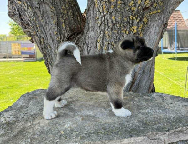 Dakota American Akita Dakota American Akita