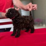 Daniella-female-Toy-Poodle-puppy-for-sale-1