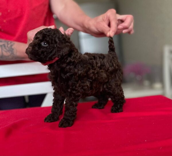 Daniella Toy Poodle Daniella Toy Poodle
