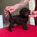Daniella-female-Toy-Poodle-puppy-for-sale-2