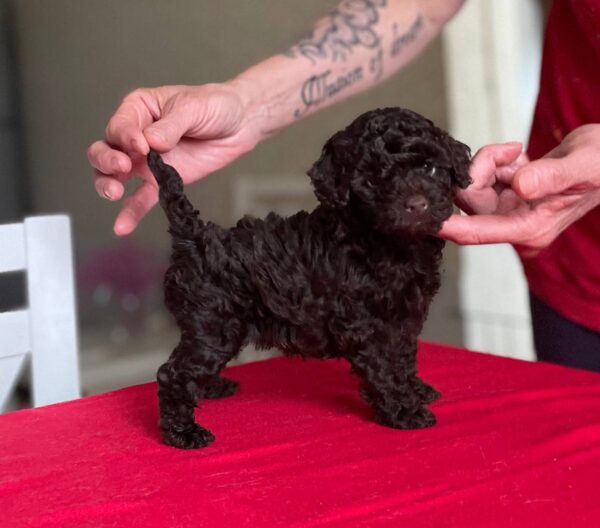 Daniella Toy Poodle Daniella Toy Poodle