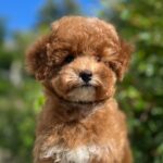 Daniella-female-maltipoo-puppy-for-sale- (1)