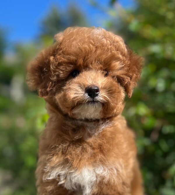Daniella Maltipoo Daniella Maltipoo