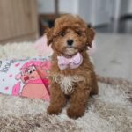 Daniella-female-maltipoo-puppy-for-sale- (1)