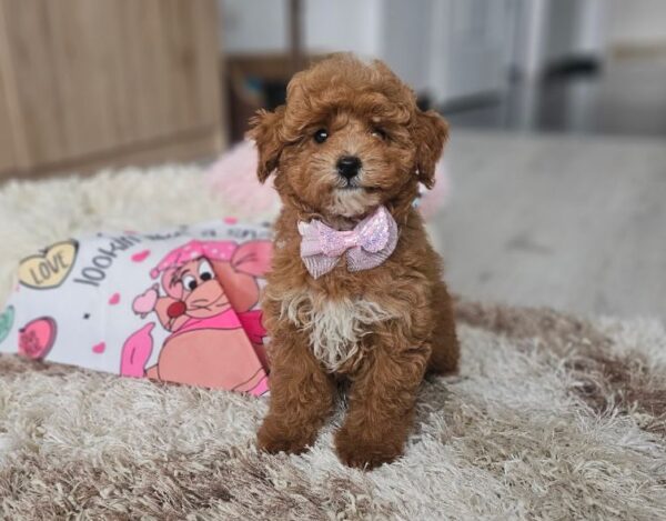 Daniella Maltipoo Daniella Maltipoo