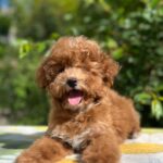 Daniella-female-maltipoo-puppy-for-sale- (2)