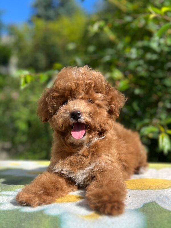 Daniella Maltipoo Daniella Maltipoo