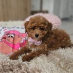 Daniella-female-maltipoo-puppy-for-sale- (2)