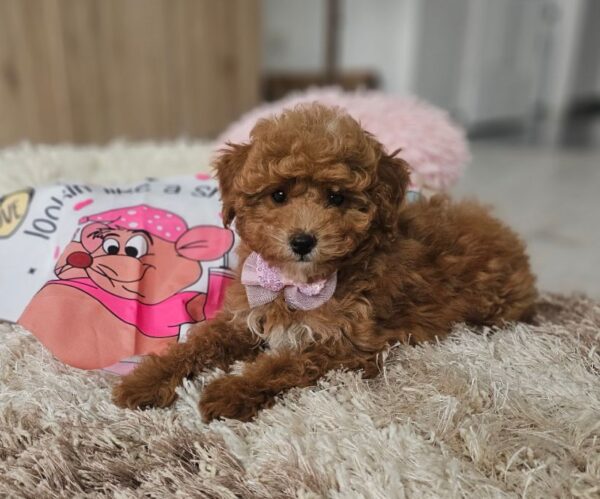 Daniella Maltipoo Daniella Maltipoo