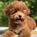 Daniella-female-maltipoo-puppy-for-sale- (3)