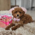 Daniella-female-maltipoo-puppy-for-sale- (3)