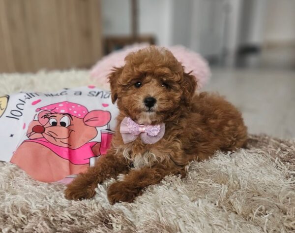 Daniella Maltipoo Daniella Maltipoo